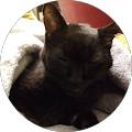 MoarCatz AndEvenMoar Avatar